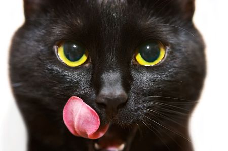 black cat licks it's lipsの写真素材