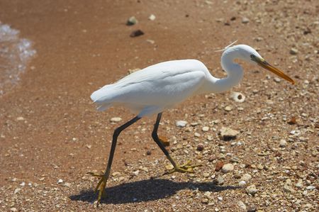 white heron jn o beachの写真素材