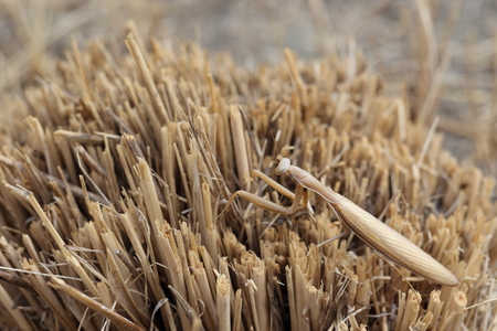 Praying Mantis against a background of dried grass. Photo is well suited for masking illustration.の写真素材