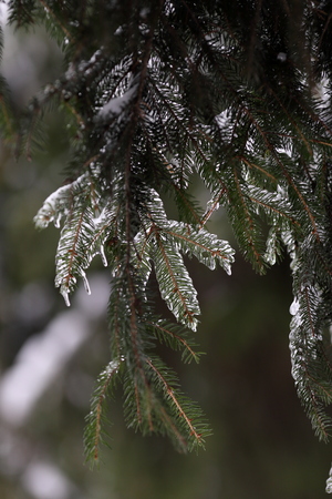 Sprig of conifer chained in ice after freezing rain. Vertical frame, close-up, with a nice blur in the background. Choice for the winter season, and natural disasters.の写真素材