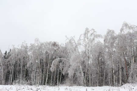 Winter landscape. The forest of birches and pine needles in the frost.の写真素材