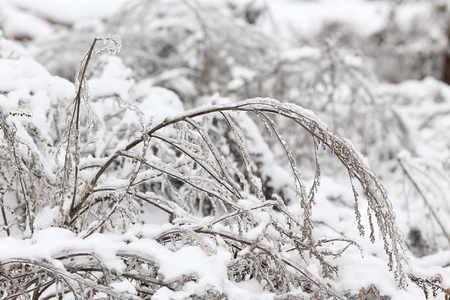 Icy blade of grass covered with ice with a blurred background. The nature of Russia - Moscow. Photographed after the ice storm, rain.の写真素材