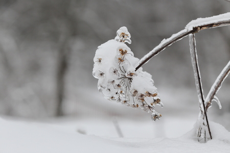 The effects of the ice storm in the forest.の写真素材