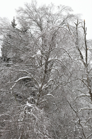 The tree in the forest after the ice storm, the rain covered with ice.の写真素材