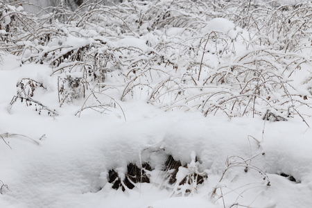 Grass chained in ice. Picture taken in the forestの写真素材