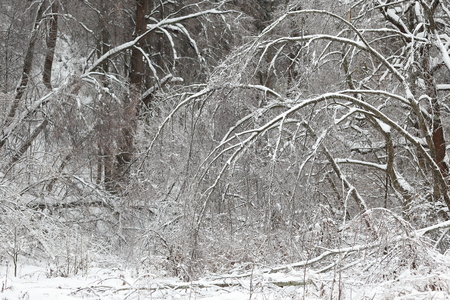 The tree in the forest after the ice storm, the rain covered with ice.の写真素材