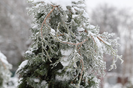 Beautiful photo arborvitae branches close-up shot after an ice storm, rain.の写真素材