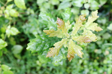 A young shoot of oak in drops after the rain. View from above. Can be used as a background or an illustration for a seasonal calendar.の写真素材