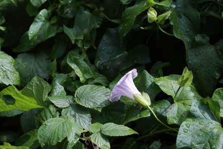 Light-lilac flower Convolvulus in droplets, against a background of greenery.