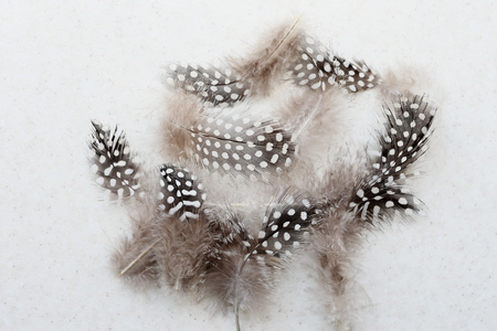 The feathers of the picket on a light background. The position is in the center of the frame.の写真素材
