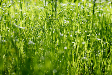 Sunny young green grass, close-up. Selective focus. It's good to use it as a background.の写真素材