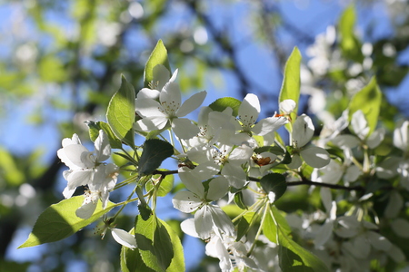Apple blossoms with beautiful contrast light against the sky and trees.の写真素材