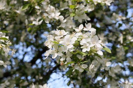 Spring flowering of apple orchards. Beautiful white flowers against the sky and trees background.の写真素材