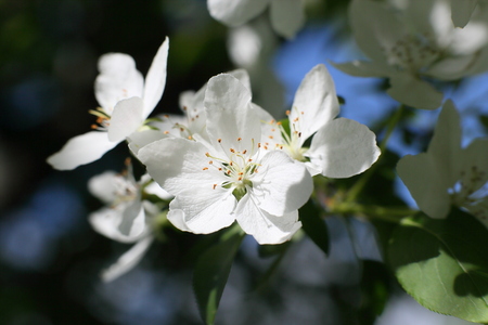 Light apple blossoms close-up on a dark background. Spring flowering.の写真素材