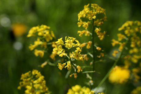 Small yellow flowers close-up on a blurred background.の写真素材