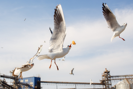 Feeding of seagulls. The seagull catches bread in air.の写真素材