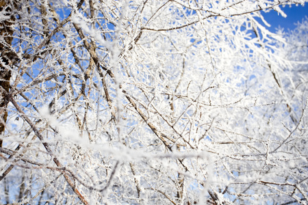 The branches of the trees are in frost. A hoar-frost close-up.の写真素材