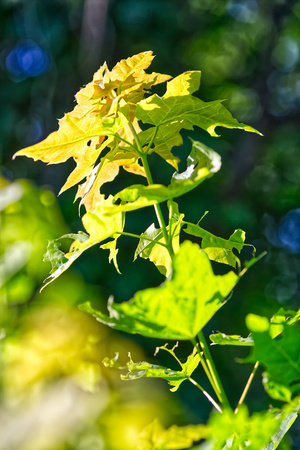 Beautiful foliage. A beautiful beautiful light at sunset.の写真素材