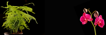 A hat, a banner with flowers and a black background. Set of flowers isolated on a black background.の写真素材