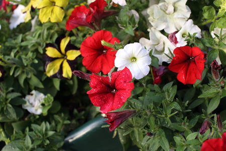 Colorful floral background.の写真素材