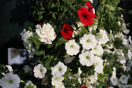 Colorful floral background.の写真素材