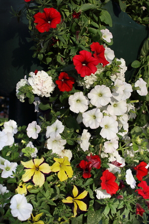 Colorful floral background.の写真素材