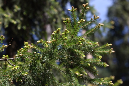 Fir branch with young shoots.の写真素材