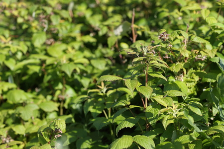 A flower of a raspberry. Flowering bush of raspberry. Selective focus.