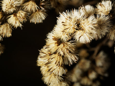 Autumn dried grass. Dried seeds in flowers, on a black background. Macro photo of a plant on a black background.の写真素材