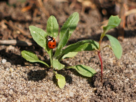 Ladybug on the grass. A bush of grass against the background of the earth, on a bush ladybird.の写真素材