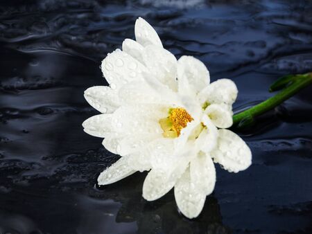 Chrysanthemum flower on a black stone background after rain. Torn flower.の写真素材