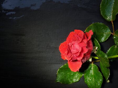 Red rose in drops on a black background, top view. Ray of light.の写真素材