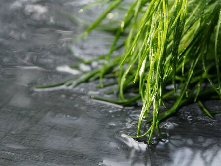 Beautiful photo of dill, on a black stone background. A bunch of wet dill after rain.の写真素材