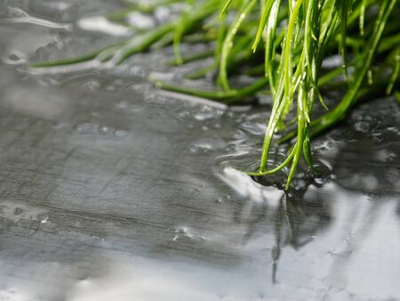 Beautiful macro photo of a branch of dill. Selective focus, blurred background. Dill on a dark background.の写真素材