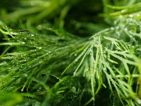 Green branch of fresh dill, fennel in drops close-up. Selective focus.の写真素材