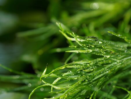 Green branch of fresh dill, fennel in drops close-up. Selective focus.の写真素材