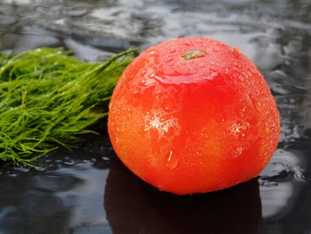 Tomato and dill in drops on a black background. Ingredients for the salad.の写真素材