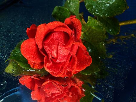 Bud of a red rose in drops close-up. Mirror background.の写真素材