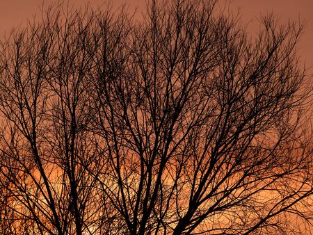 Silhouette of a tree at sunset. Beautiful sunset.の写真素材