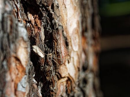Opiliones on a tree bark. Harvestmen, daddy longlegs.の写真素材