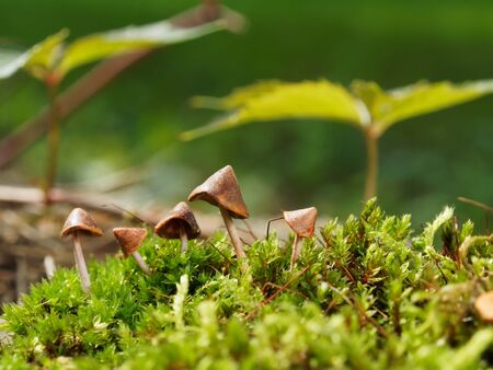Little mushrooms in the forest on a sunny day. Polymer clay mushrooms.の写真素材