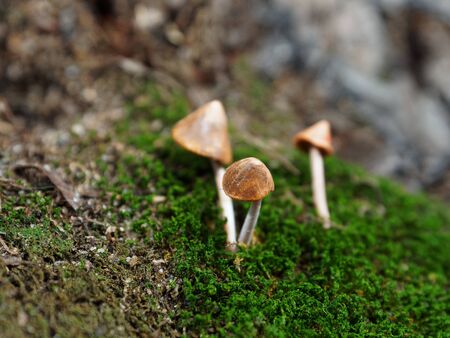 Little magic mushrooms in the moss. Toy mushrooms made of polymer clay.の写真素材
