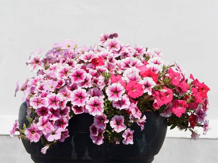 Multi-colored petunias in flower pots close-up. Side view.の写真素材