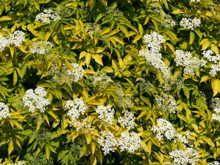 Elderberry flowering black. Beautiful tree with colorful foliage.の写真素材