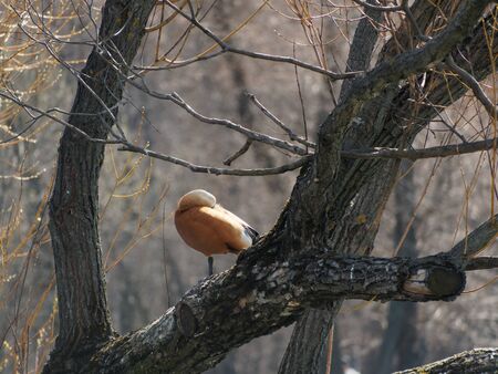 A duck sleeps on a tree standing on one leg. Ruddy Shelduck or Tadorna ferruginea.の写真素材