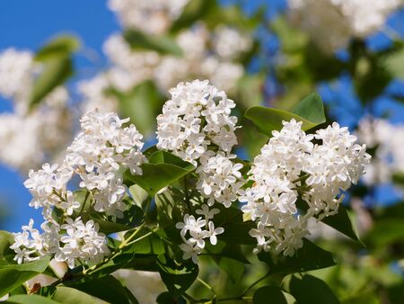 White lilac against the blue sky. Beautiful spring flowers.の写真素材