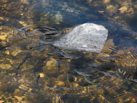 Plastic bag in the river. Fish swim around the garbage in the river. Problems of plastic and...