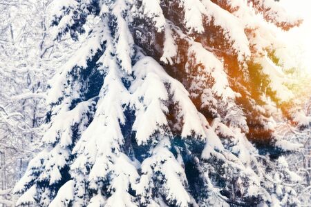 Branches of spruce covered with snow. Winter background with a beautiful highlight.の写真素材