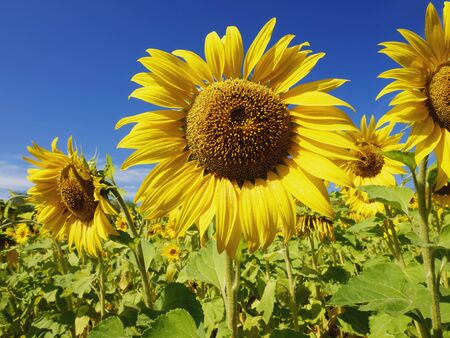 Sunflowers against the sky. Sunflower in the field.の写真素材