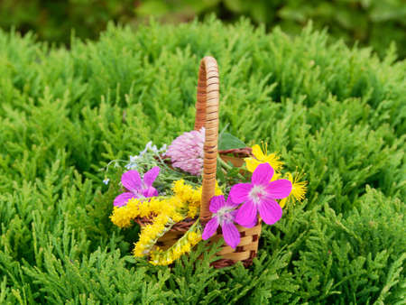 Small decorative wicker basket with flowers. A bouquet of wildflowers. Country style.の写真素材